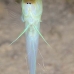 jawfish_yellowhead_dw_wc_v_0153_tci0497.jpg